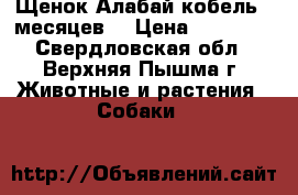 Щенок Алабай кобель 5 месяцев  › Цена ­ 10 000 - Свердловская обл., Верхняя Пышма г. Животные и растения » Собаки   